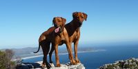 Rhodesian Ridgebacks Kimba and Kira on their daily walk.