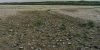 Dead molluscs lay on the Danube river bed, exposed due to low water levels caused by drought, near Zimnicea, Romania, on Tuesday, Aug. 9, 2022. The Danube, which snakes its way 1,800 miles through central Europe to the Black Sea, is critical in the Zimnicea area along the Romanian-Bulgarian border, which affects shipping to Ukraine. Photographer: Andrei Pungovschi/Bloomberg via Getty Images