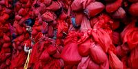 A Hindu devotee brings a coconut offering wrapped in red cloth to tie around the Banyan tree at the Kateramma temple, the reincarnation of goddess Parvati, in Hoskote taluk, in Bangalore Rural district, India, 22 September 2023. Hundreds of Hindu devotees visit the temple and go around the big Banyan tree at the temple believed to fulfill devotees' wishes.  EPA-EFE/JAGADEESH NV