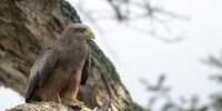 Yellow Billed Kite taken at Albert Falls Dam, KZN.