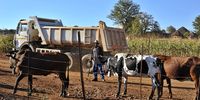 Construction trucks and cattle battle for space in Muyexe as workmen scramble to finish the 8.5km paving project which was initiated more than 10 years ago. (Photo: Lucas Ledwaba / Mukurukuru Media)