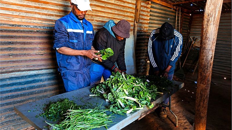 How a Lenasia community garden helps unemployed families put food on the table