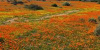 Soebatsfontein flowers. Photographer: Peter Klemp 
