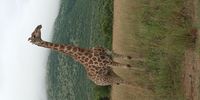  Giraffe in the mist, Pilanesberg 13 February. Photographer: Herbert Kenny.