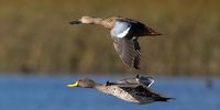 Ann Gadd</p>
<p> </p>
<p>Caption: Different birds of a feather flocking together