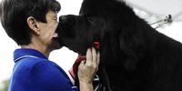 Dog handler Karen Mammano gets her face licked by Matthew, a Newfoundland dog  during the 145th Annual Westminster Kennel Club Dog Show on the grounds of the Lyndhurst Estate, a historic mansion, in Tarrytown, New York, USA, 12 June 2021. This year's dog show was delayed from its normal time in February due to the coronavirus COVID-19 pandemic and is being held from 11 to 13 June 2021.  EPA-EFE/PETER FOLEY