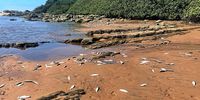 ‘High heat’ blamed for massive KZN fish kill, but investigations continue