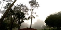 Mist in the park.