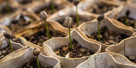 Beneath the surface: South Africa’s food system is in trouble