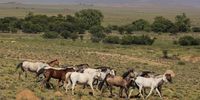 Horses thrive in the Karoo, thanks to the high protein grasses, rich in calcium and phosphorous. (Photo: Chris Marais)<br>