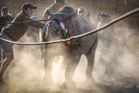 SA rhino translocation lands Mozambican national park Big Five status