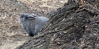 Good camouflage.
