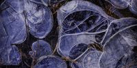 Frozen Plant Life. Forced to refrain from travel, I turned to landscape photography closer to home, and became obsessed by the colours, patterns and textures that appear in frozen puddles. To me, these puddles are a source of wonder, even in an otherwise uninspiring location. Sometimes, ice is transparent and crisp; at other times, its multiple layers of freezing and thawing ice become opaque and cloudy. My intent was to capture the landscape in ice form, photographing its transient and fragile beauty. © Carol Graham, United Kingdom, Shortlist, Professional, Landscape, 2021 Sony World Photography Awards