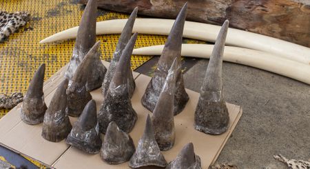Rhino horn trafficking case sheds light on curious criminal network involving frozen seafood, ‘mishandled baggage’