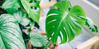 Can houseplants really purify the air in your home? What the science actually says