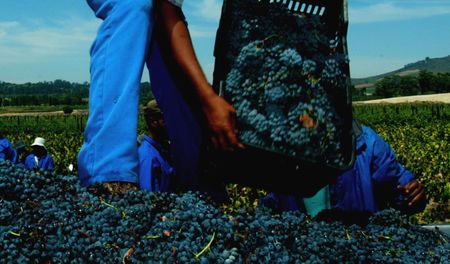 Western Cape's grapes of wrath