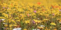 Spring flowers at Western Cape National Park. Photographer: Katherine Fillmore