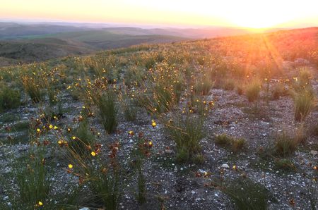 Big gain for Renosterveld as new nature reserve declared