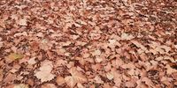 Winter's leafy carpet.