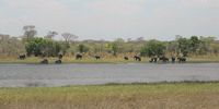 Elephants at Lifupa Dam in Kasungu National Park. Photo: Wikipedia