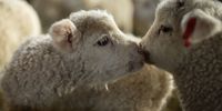 VAZEC, SLOVAKIA - MARCH 09: Little lambs sniff each other on the Ecofarm Vazec on March 09, 2021 in Vazec, Slovakia. With the added complications in transporting cattle during the coronavirus pandemic, breeders are now targeting local markets. Approximately 150, 000 lambs are born in Slovakia each spring, with 50% destined for European markets before pandemic times. The Slovak market with lamb meat was more markedly opened for Slovak consumers after the first wave of coronapandemic in 2020 and it proved that there is a demand for it. Sheep and Goat Farmers' Association in Slovakia assumes that there will be even bigger demand on a local market during the Easter season 2021. Ecofarm in Vazec village breeds Wallachian sheep which is a national sheep breed. Ecofarm expects about 1000 lambs to be born by the end of March. Their aim is to distribute lamb meat primarily to the domestic market. Ecofarm Vazec noticed a higher number of lambs - twins compared to the previous years. (Photo by Zuzana Gogova/Getty Images)