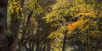 Autumn woodland. Photographer: David Reucassel<br>