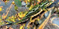 Pregnant chameleon catching some early morning rays. Photographer: Jenni Bessesen