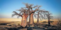 BOTSWANA - JULY 8: Baobab trees on July 8, 2012 in Botswana. Feature text available. (Photo by Gallo Images / Sunday Times / Marianne Schwankhart)