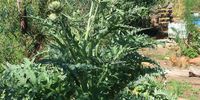 Artichokes ripening on the city farm, Erf 81. (Photo: Lin Sampson)<br>