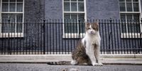 Larry, the Downing Street cat, and more from around the world
