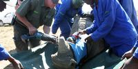 Staff at the Platinum Rhino ranch dehorn a rhino to deter poachers.<br>(Photo: Tony Carnie)