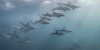 Common dolphins, Wild Coast, South Africa. (Photo: Peter & Beverly Pickford Wildlife Photography)