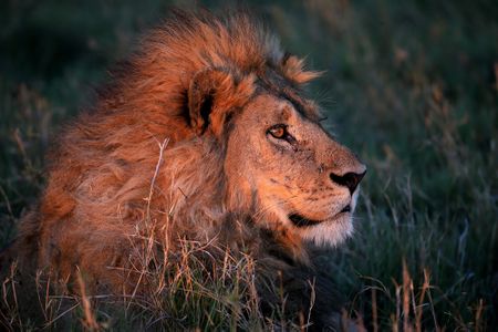 A matter of pride: South Africa proposes banning intensive breeding of lions and rhinos — and ending captive lion hunts