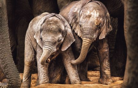 An elephant’s value beyond the hunt for cash is loaded with tricky trade-offs for conservationists