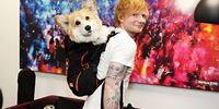 Ed Sheeran poses for a photo with Maxine the Fluffy Corgi during a visit to SiriusXM's 'The Howard Stern Show' at the SiriusXM Studios on May 10, 2023 in New York City. (Photo by Cindy Ord/Getty Images for SiriusXM)