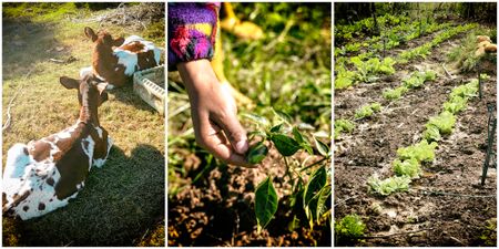 Rural women and girls suffer most in South Africa’s hunger games of food insecurity and land ownership
