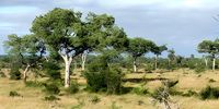Elephants or marula trees? A plant ecologist’s uneasy view from the Kruger Park