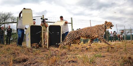 Running for their lives: Speed cats return to southern Mozambique after six decades
