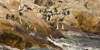Penguins on St Croix Island in Algoa Bay. (Photo: Mike Holmes)