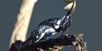Pied Kingfisher - Catch of the Day! Image: Trevor Mathews
