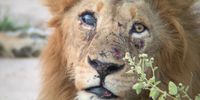 The King of the jungle.