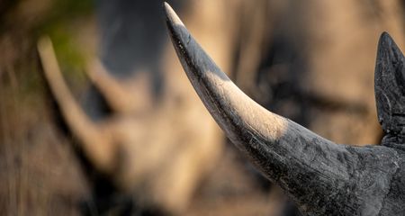 ‘Kick in the gut’ – thieves escape with 51 rhino horns from North West Parks Board HQ