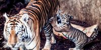 Tierpark's Sumatran tiger cub officially gets a name