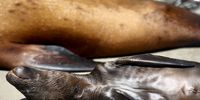 LOS ANGELES, CALIFORNIA - JULY 05: A weeks-old sea lion pup rests near its sickened mother, who was poisoned by domoic acid from a large toxic algae bloom, as sickened sea lions recuperate at the Marine Mammal Care Center in the San Pedro neighborhood on July 5, 2023 in Los Angeles, California. The algae bloom has sickened sea lions and dolphins along much of the coast of Southern California in what the National Oceanic and Atmospheric Administration (NOAA) is calling a large-scale stranding event. In Ventura and Santa Barbara counties, rescuers have encountered over 100 dead sea lions and 100 dead dolphins with signs of poisoning from domoic acid. (Photo by Mario Tama/Getty Images)