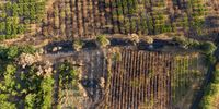 Fire-damaged Grenache grapevines, bottom, and fruit trees, at an Ad Vinum vineyard, burned during the wildfires in July, near Vallabrix, France, on Thursday, Aug. 11, 2022. France last month suffered its driest July on record and temperatures in Europe are climbing again as another heat wave sweeps the continent. Photographer: Nathan Laine/Bloomberg via Getty Images
