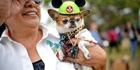 A dog is seen during the Haute Dog Howl'oween Parade on October 29, 2017 in Long Beach, California.  (Photo by Chelsea Guglielmino/Getty Images)