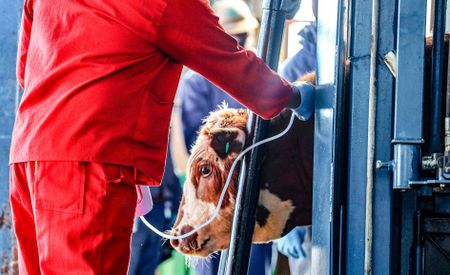 Farmers call for independent FMD test result verification