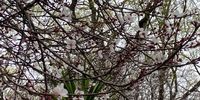 Very early hints of Johburg Spring.