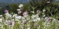 Cosmos time in Joburg. Photographer: Chris Heymans