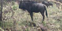Pilanesburg National Park. Photographer: Mpfeni Mapholi